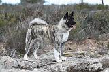 AKITA AMERICAIN 355